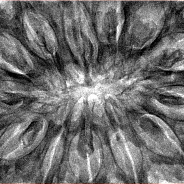 13 Mukhi Rudraksha 41.4mm 13gm - Inverse xray