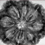 8 Mukhi Rudraksha 32.1mm 8gm - Inverse xray