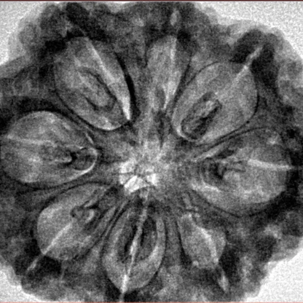 8 Mukhi Rudraksha 32.1mm 8gm - Inverse xray