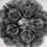 5 Mukhi Rudraksha 29.6mm 9.58gm - Inverse xray