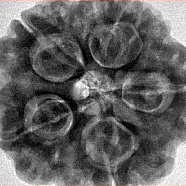 5 Mukhi Rudraksha 29.6mm 9.58gm - Inverse xray
