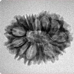 15 Mukhi Rudraksha 23.8mm 2.32gm - Inverse xray