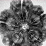 5 Mukhi Rudraksha 30.2mm 8gm - Inverse xray