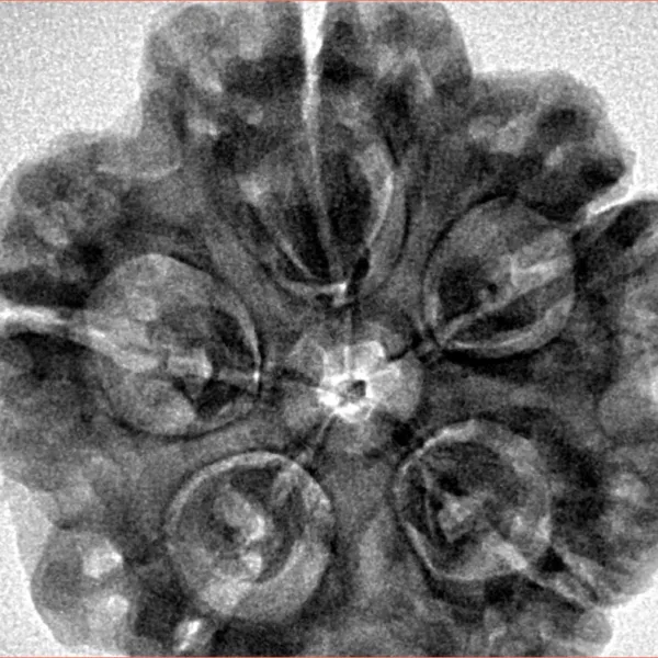 5 Mukhi Rudraksha 30.2mm 8gm - Inverse xray