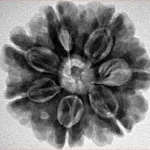 7 Mukhi Rudraksha 26.1mm 6.09gm - Inverse xray