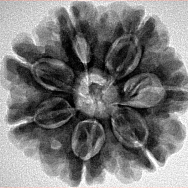 7 Mukhi Rudraksha 26.1mm 6.09gm - Inverse xray