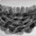 1 Mukhi Rudraksha 38.7mm 5.59gm - Inverse xray