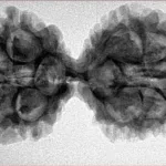 11 MK Gaurishankar 37mm 5.81gm - Inverse xray