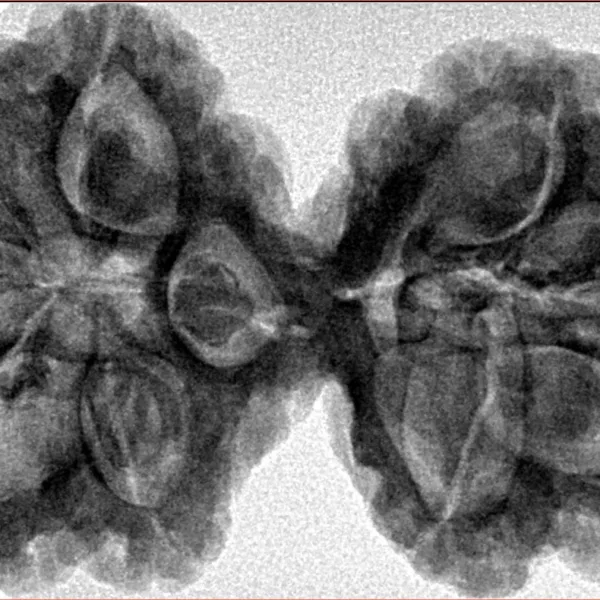 9 MK Gaurishankar 39.5mm 8.67gm - Inverse xray