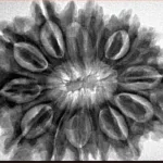 15 Mukhi Rudraksha 32.2mm 7gm - Inverse xray