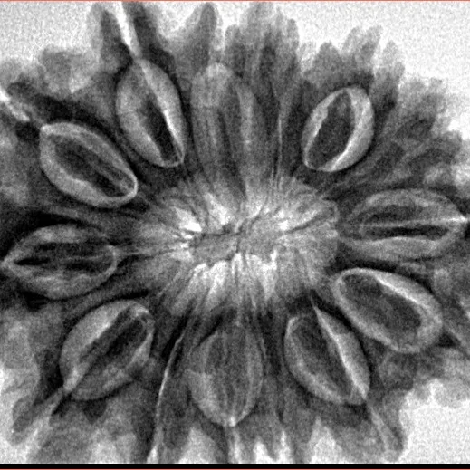 15 Mukhi Rudraksha 32.2mm 7gm - Inverse xray