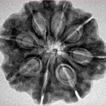 8 Mukhi Ganesh 29mm 4.64gm - Inverse xray