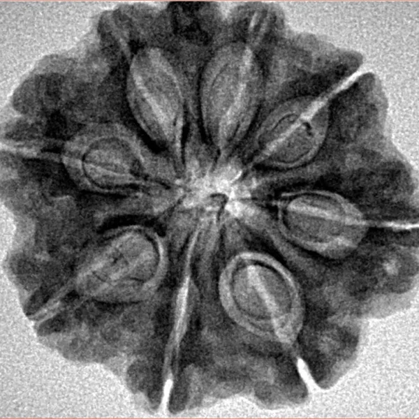 8 Mukhi Ganesh 29mm 4.64gm - Inverse xray