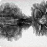 10 Mukhi Mini Trijuti 38.7mm 6.25gm - Inverse xray