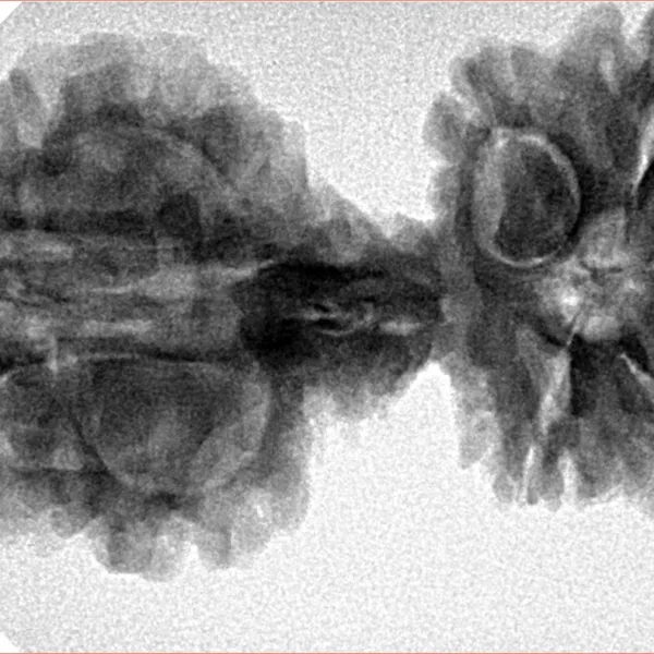 10 Mukhi Mini Trijuti 38.7mm 6.25gm - Inverse xray