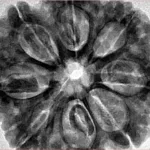 8 Mukhi Rudraksha 32.4mm 8.68gm - Inverse xray