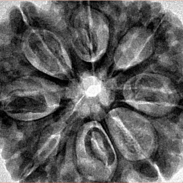 8 Mukhi Rudraksha 32.4mm 8.68gm - Inverse xray