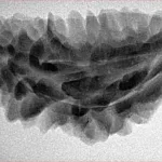 1 Mukhi Rudraksha 35.7mm 4.83gm - Inverse xray