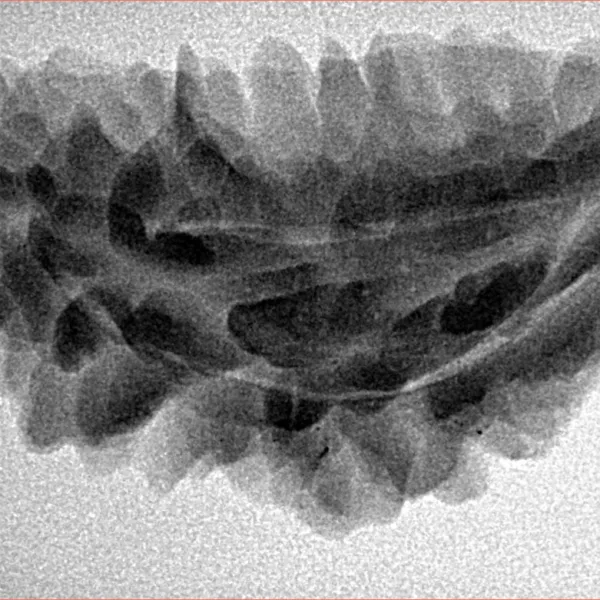 1 Mukhi Rudraksha 35.7mm 4.83gm - Inverse xray