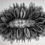 18 Mukhi Rudraksha 31.1mm 5.08gm - Origin: Nepal - Inverse xray