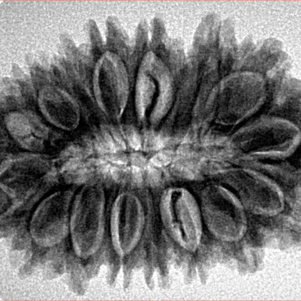 18 Mukhi Rudraksha 31.1mm 5.08gm - Origin: Nepal - Inverse xray