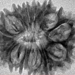 14 Mukhi Rudraksha 26.5mm 3gm - Inverse xray