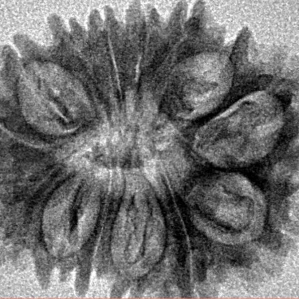 14 Mukhi Rudraksha 26.5mm 3gm - Inverse xray