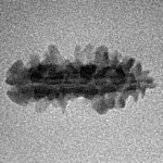 1 Mukhi Rudraksha 19.5mm 0.51gm - Inverse xray