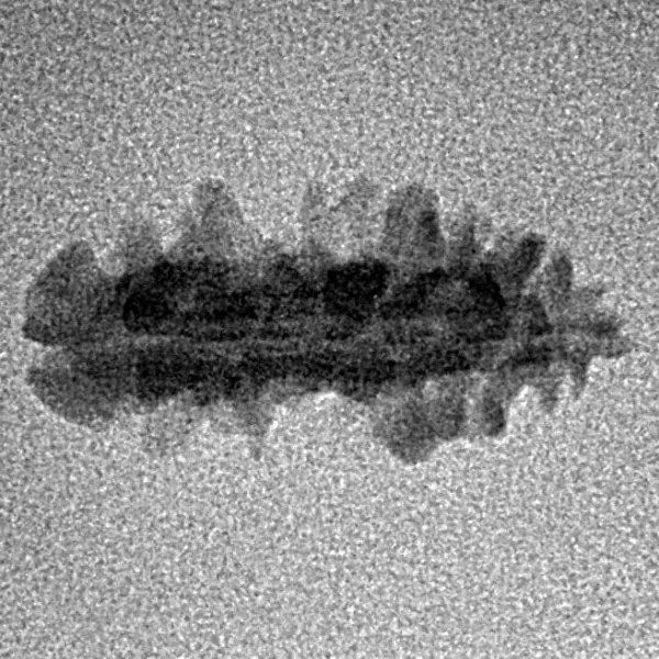 1 Mukhi Rudraksha 19.5mm 0.51gm - Inverse xray