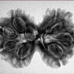 7 MK Gaurishankar 30.3mm 5.11gm - Inverse xray