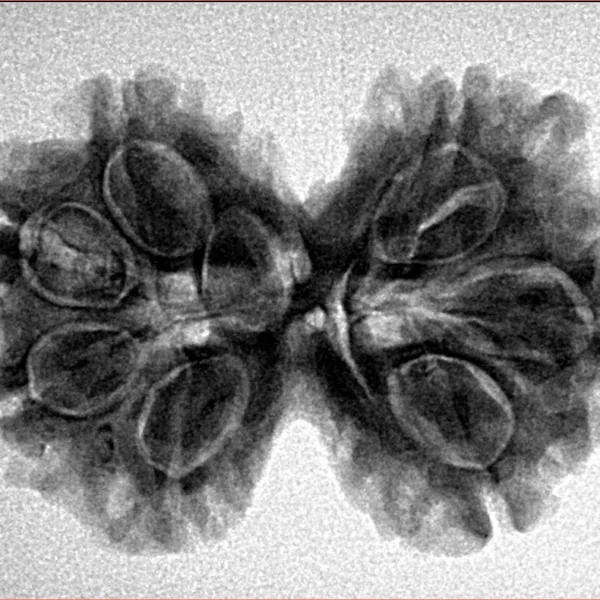 7 MK Gaurishankar 30.3mm 5.11gm - Inverse xray