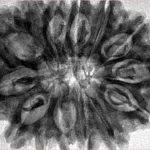 14 Mukhi Rudraksha 33.7mm 7.83gm - Inverse xray