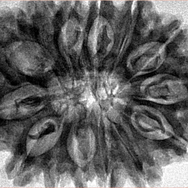 14 Mukhi Rudraksha 33.7mm 7.83gm - Inverse xray