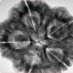 5 Mukhi Rudraksha 29.2mm 8gm - Inverse xray