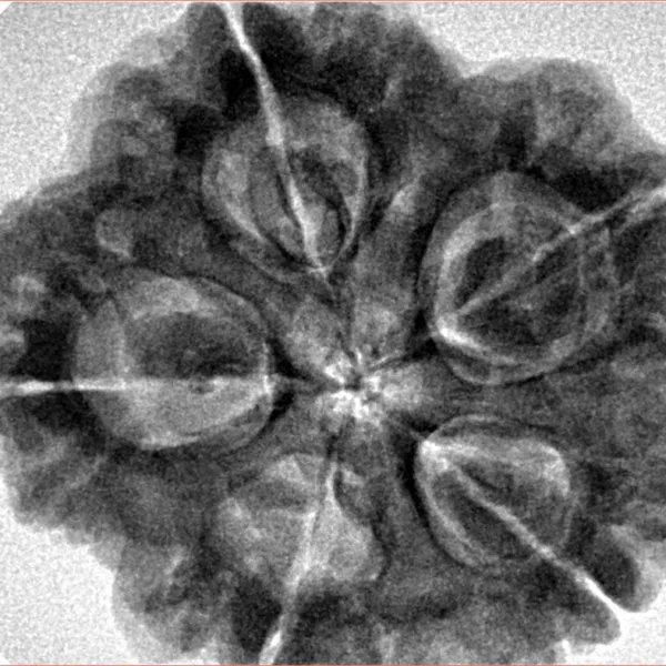 5 Mukhi Rudraksha 29.2mm 8gm - Inverse xray