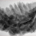 1 Mukhi Rudraksha 34.7mm 6.18gm - Inverse xray