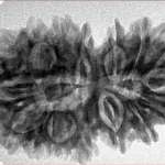 16 MK Gaurishankar 34.8mm 5.92gm - Inverse xray