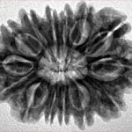 14 Mukhi Rudraksha 26.5mm 3.91gm - Inverse xray