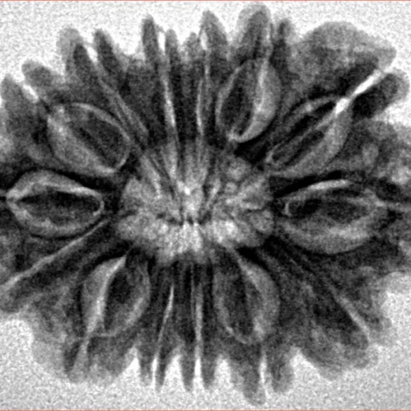 14 Mukhi Rudraksha 26.5mm 3.91gm - Inverse xray