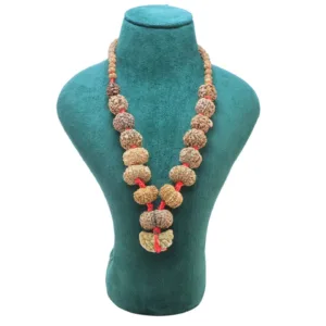 1 to 14 Mukhi Rudraksha Mala ( Siddha Mala ) - Certificate: DCL/2026/B/0253 - Mala Image