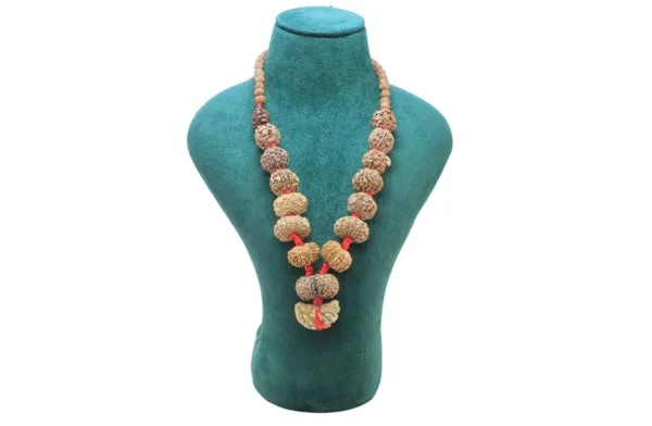 1 to 14 Mukhi Rudraksha Mala ( Siddha Mala ) - Certificate: DCL/2026/B/0253 - Mala Image