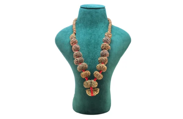 1 to 14 Mukhi Rudraksha Mala ( Siddha Mala ) - Certificate: DCL/2026/B/0258 - Mala Image
