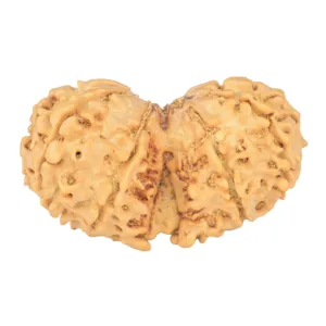 11 MK Gaurishankar 37mm 5.81gm - Rudraksha back