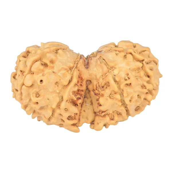 11 MK Gaurishankar 37mm 5.81gm - Rudraksha back