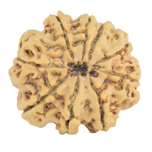 9 Mukhi Rudraksha 29.6mm 5.85gm - Rudraksha back