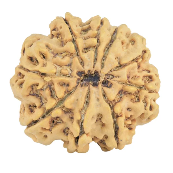 9 Mukhi Rudraksha 29.6mm 5.85gm - Rudraksha back