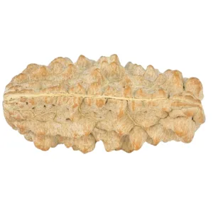 1 Mukhi Rudraksha 29.2mm 2.93gm - Rudraksha back