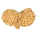 14 Mukhi Mini Trijuti 34.2mm 3.83gm - Rudraksha back