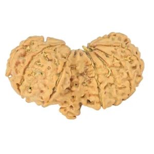 14 Mukhi Mini Trijuti 34.2mm 3.83gm - Rudraksha back