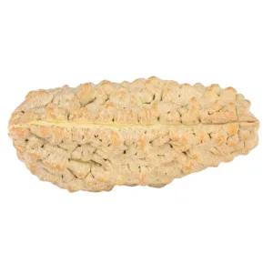 1 Mukhi Rudraksha 36.3mm 5.57gm - Rudraksha back